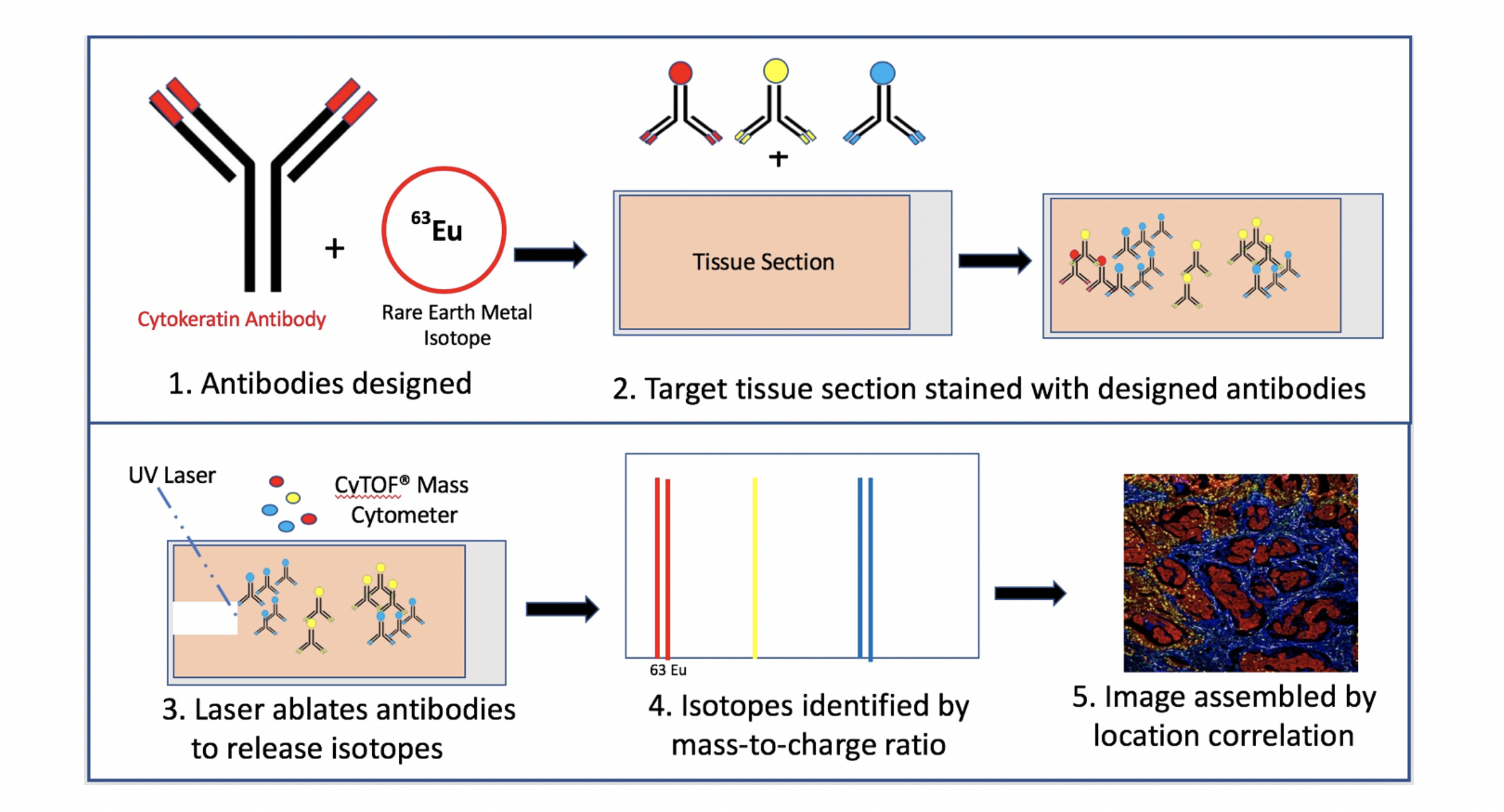 Imaging Mass Cytometry Endless possibilities to understand the
